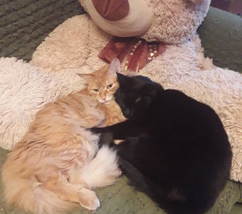 С мишкой теплее