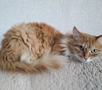 Ну рыжий. И чё?