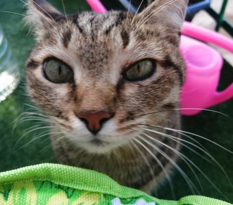 Садовник Жужа