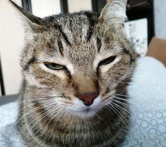 Встать-встал, а проснуться забыл😼