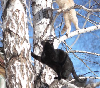 Март. Коты "прилетели".