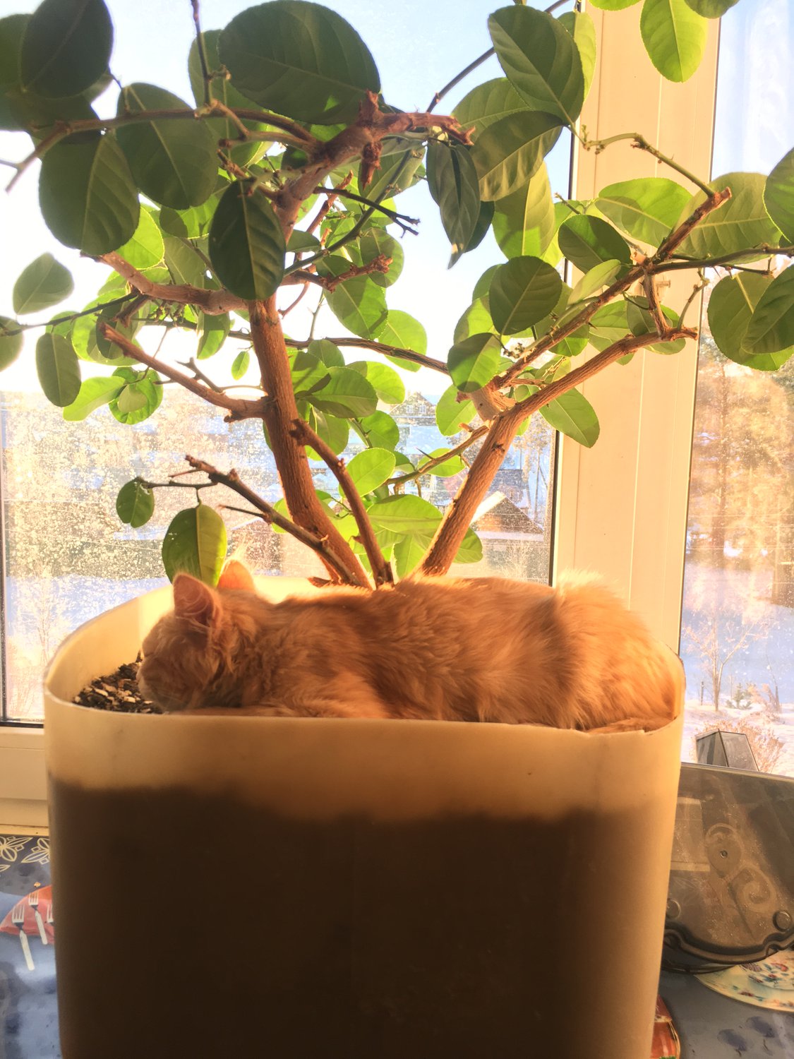 Дружба Тофы и лимона