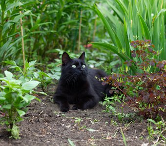 Маленькая Багира