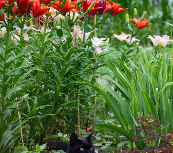 Умник в цветах