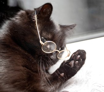 Кот ученый в очках