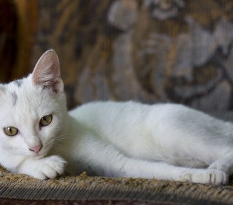 Фотопортрет Шустрика