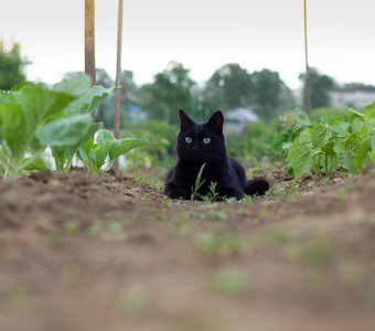 Огородный кот