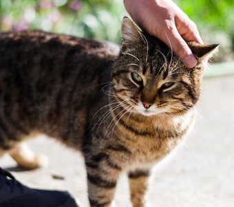 Котик, который живёт на пасеке