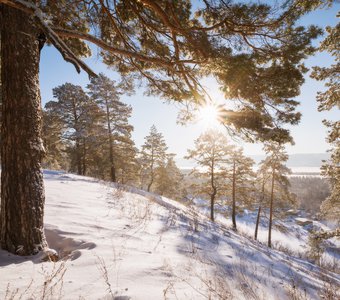 Утро в соснах