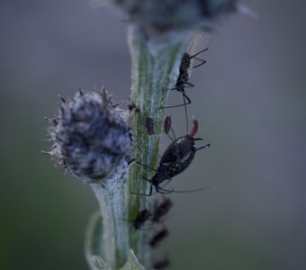 Рожающая тля