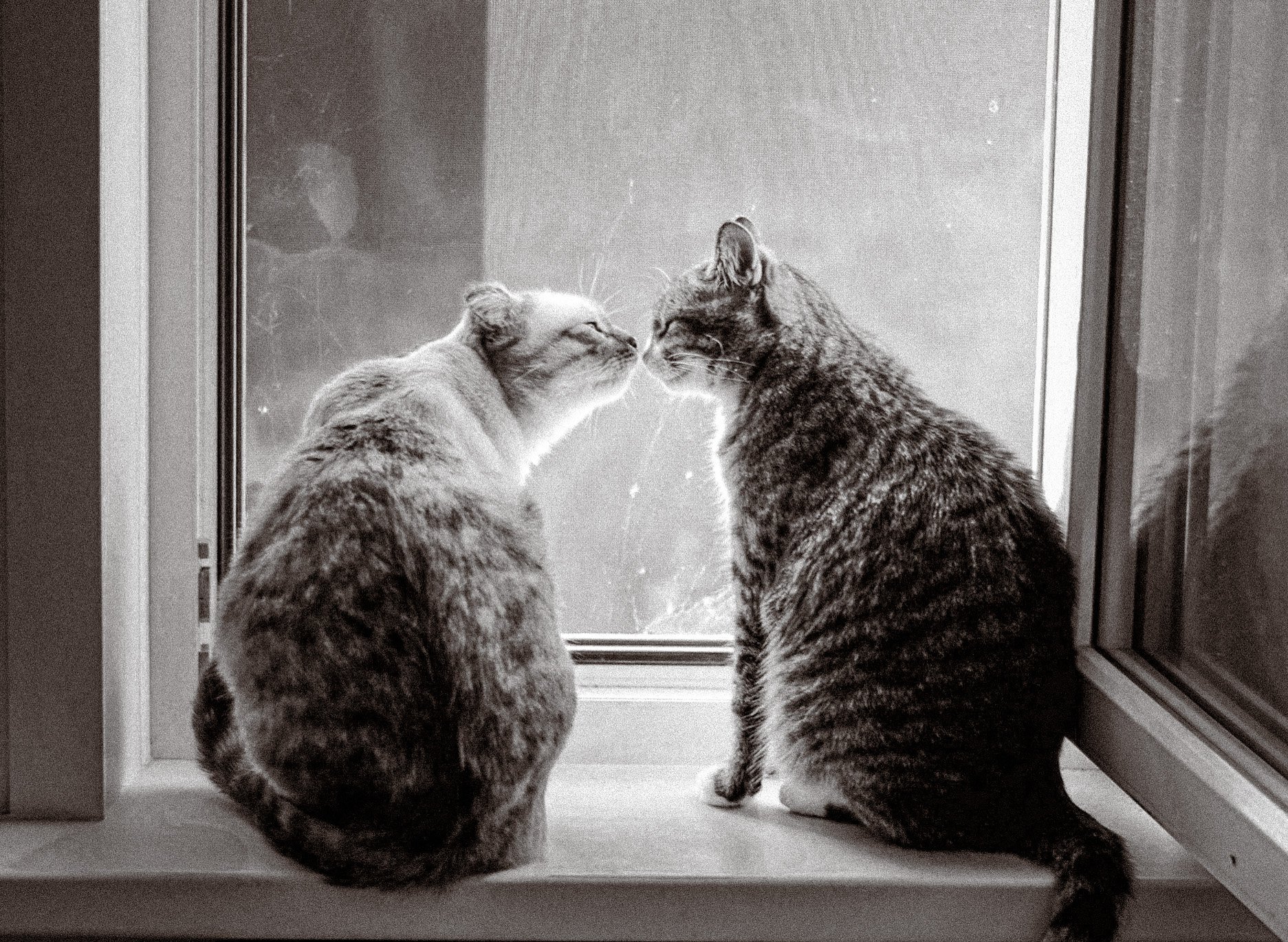 Поцелуй на окне