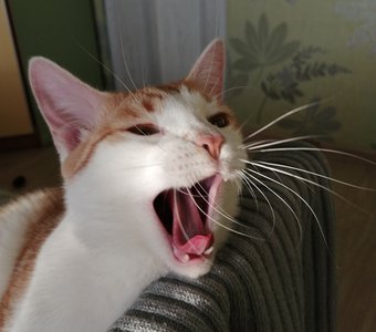 Не выспался