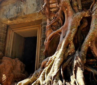 Поглощенный храм Ангкора