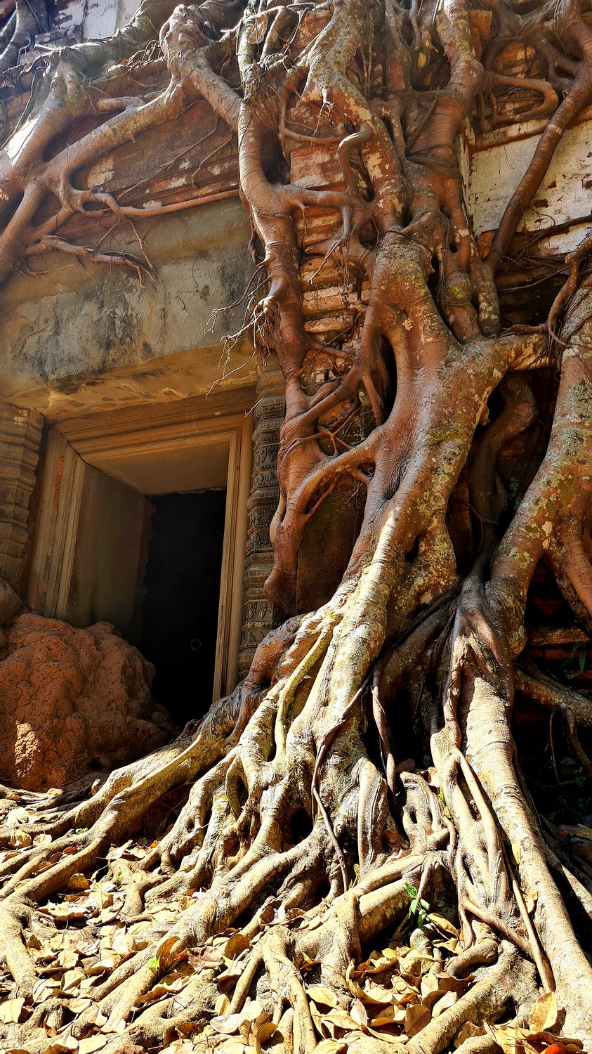 Поглощенный храм Ангкора