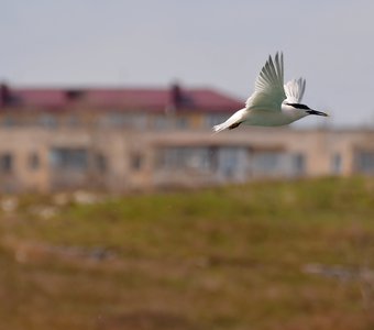 Пестроносая крачка