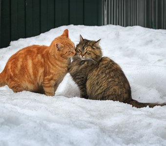 Мой сосед напротив,встретиться не против,говорит,что ночи,лишь для любви!