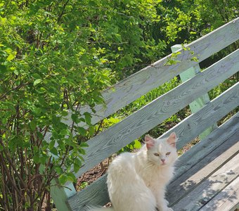 Дама в саду