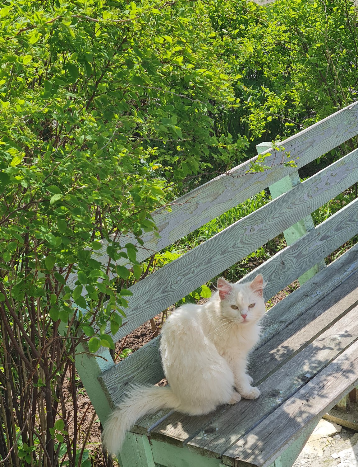 Дама в саду