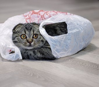 Пакет для котёнка,развлечение на пол дня!