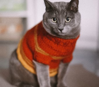 Парадный портрет Шерлока