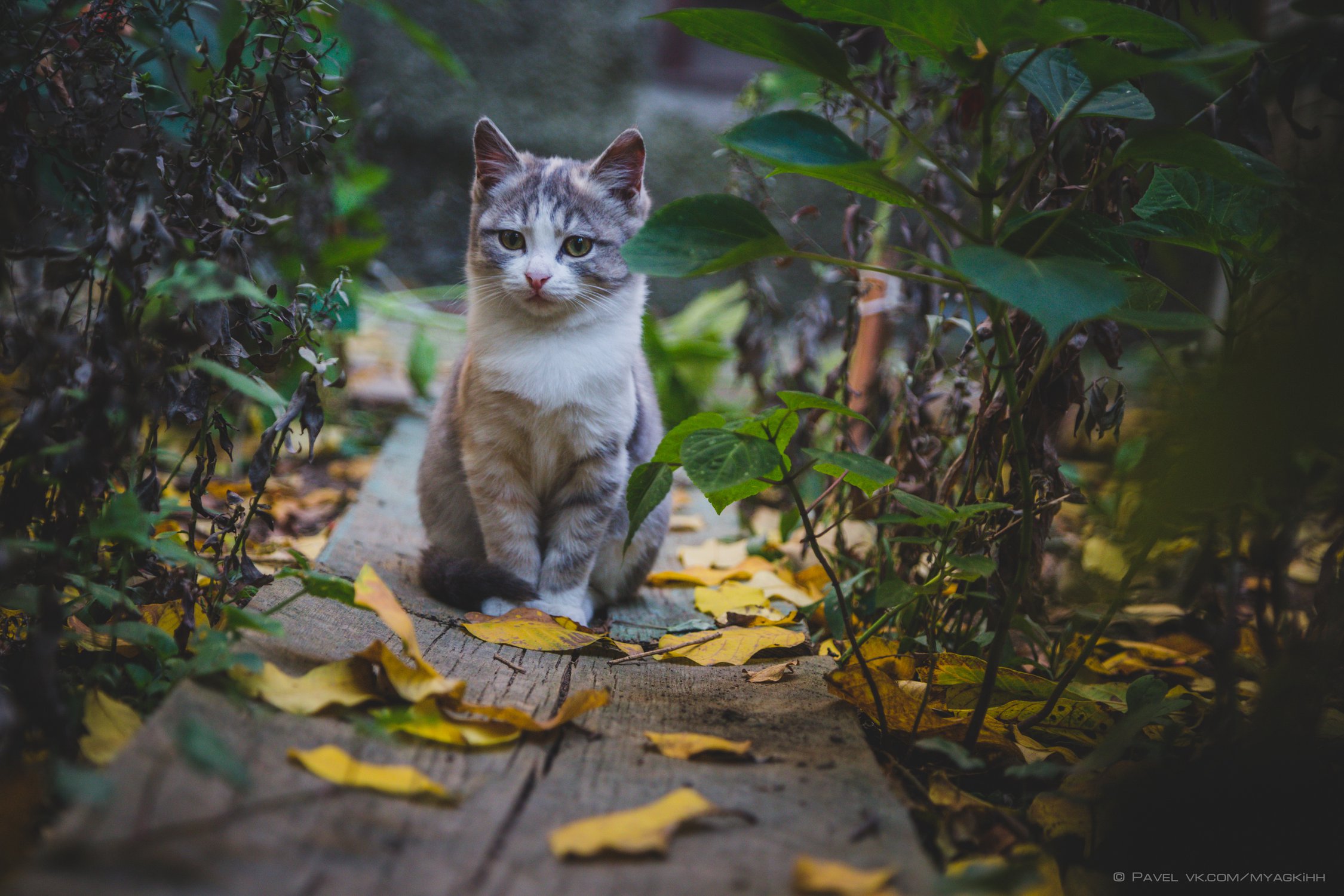 Осенний котенок