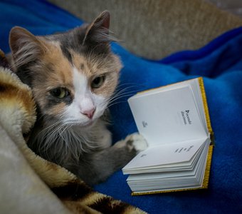Книжная кошка