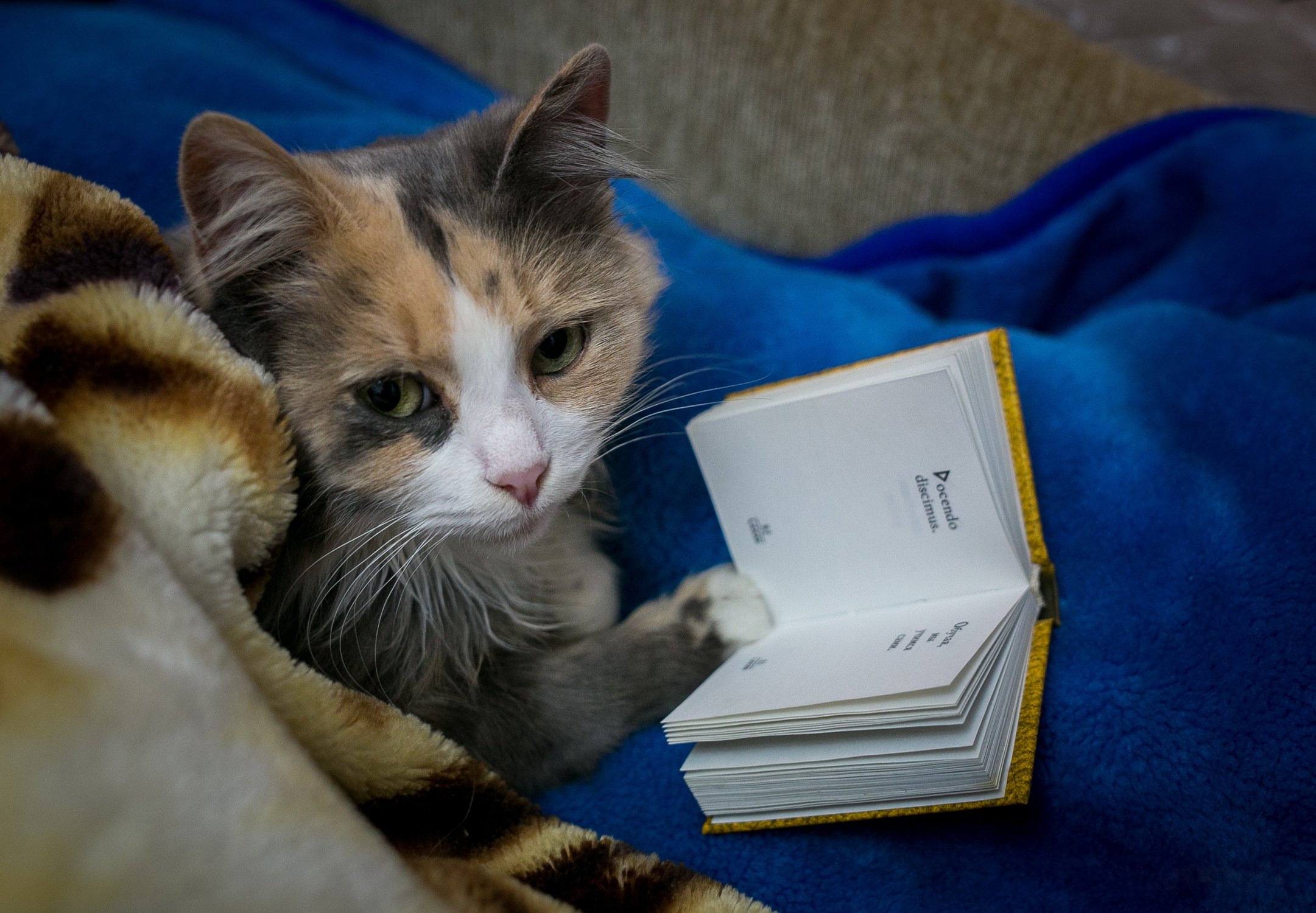 Книжная кошка