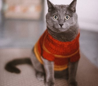 Мать, я мышь принес