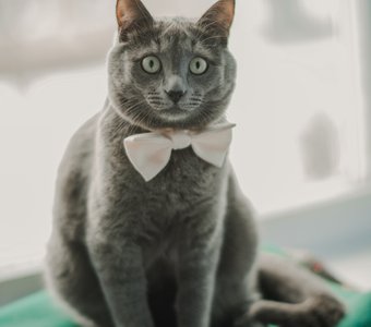 Истинный джентельмен