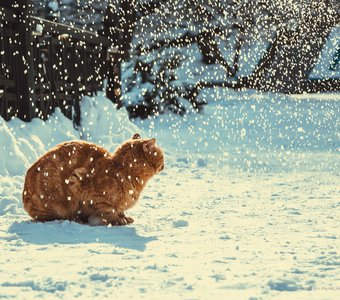 Просто кот, под снегопадом.