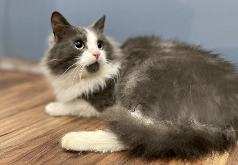 Молодой сибирский котик Патрик ищет дом