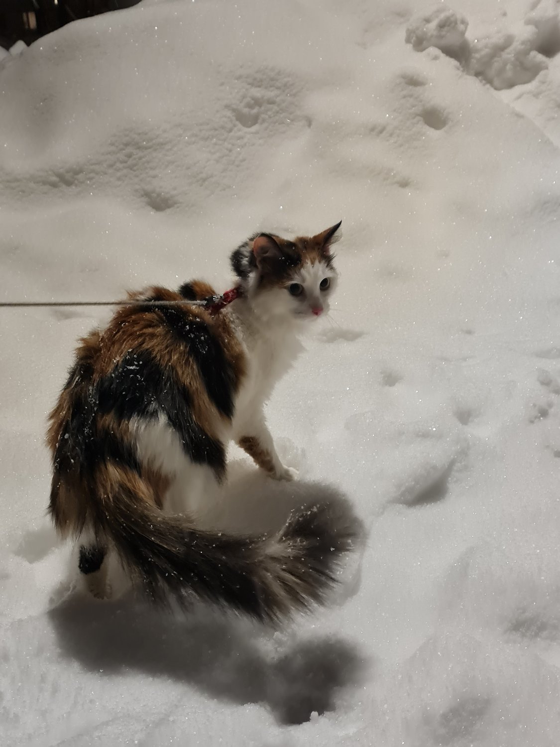 Проба снега