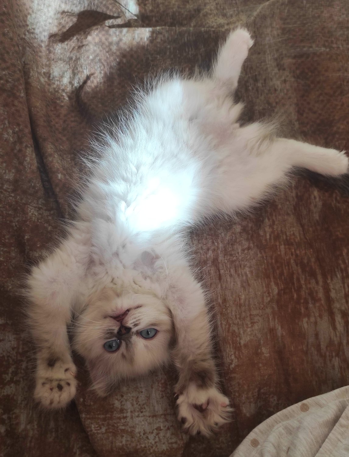 Солнечное пузико