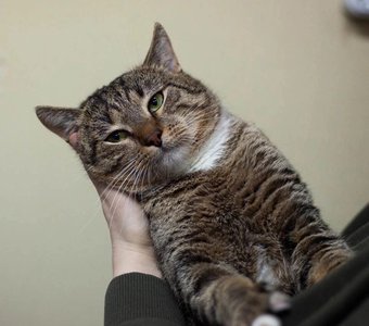 Котик Семён хочет снова стать домашним