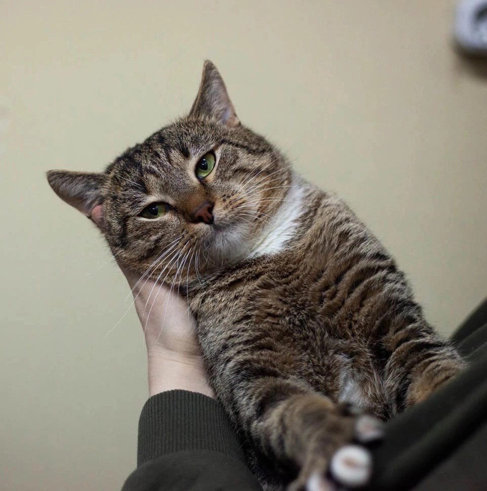 Котик Семён хочет снова стать домашним