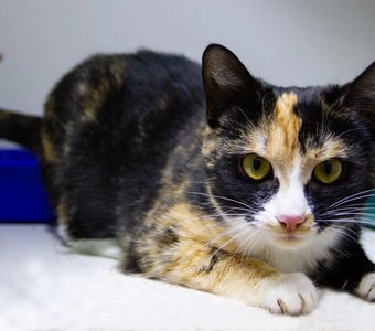 Солнечная Куба ищет семью