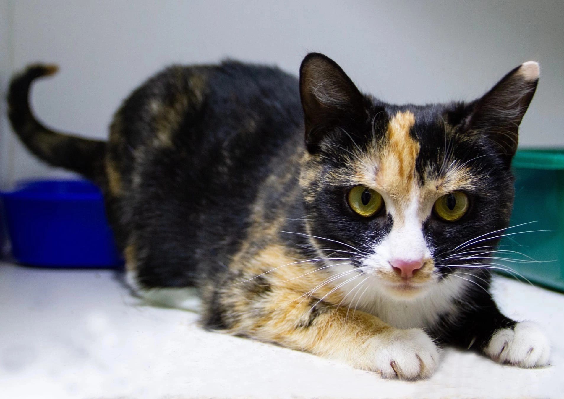 Солнечная Куба ищет семью