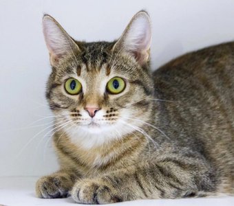 Красавица и умница Баккарди