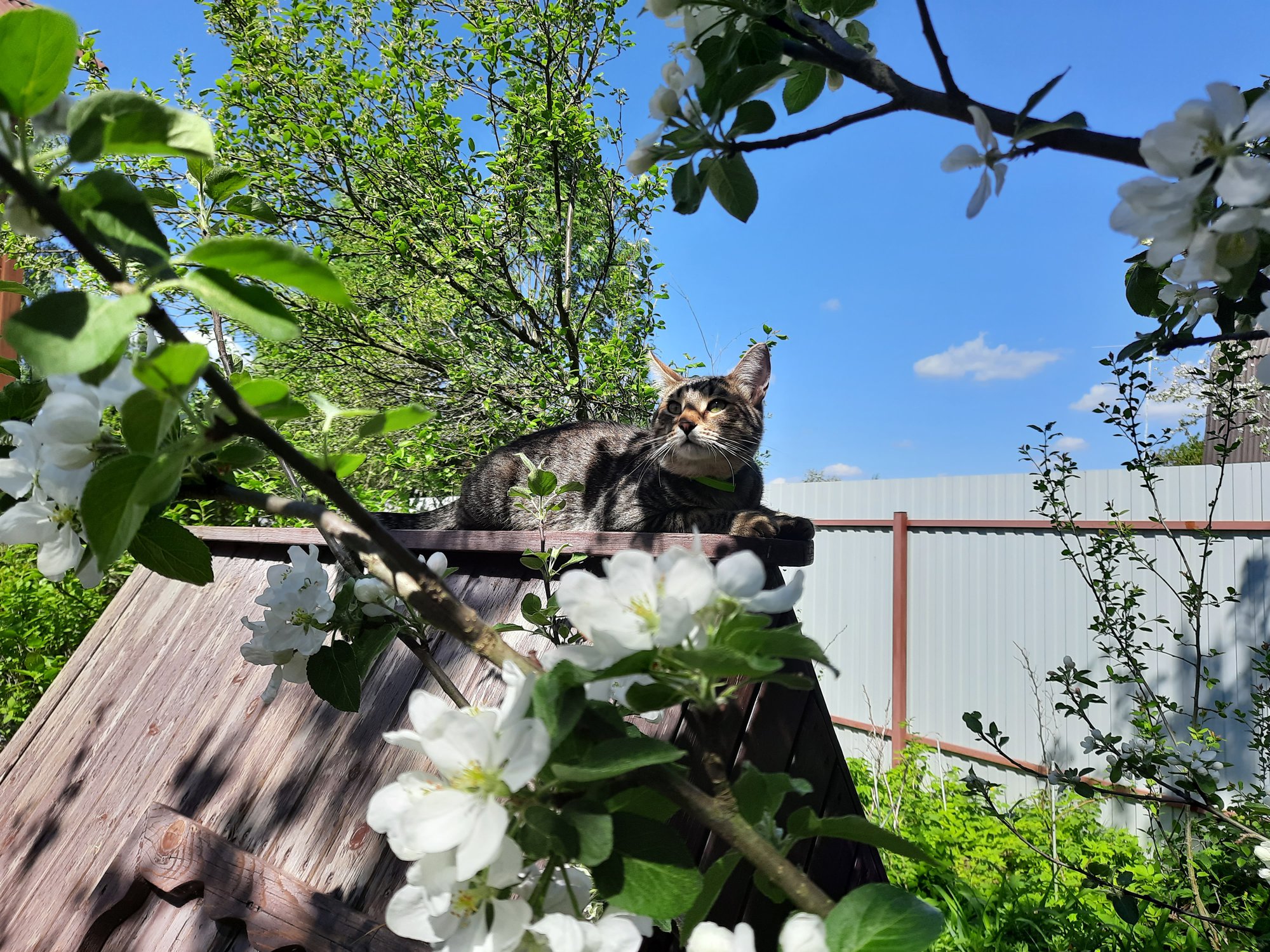 Патрик_весна