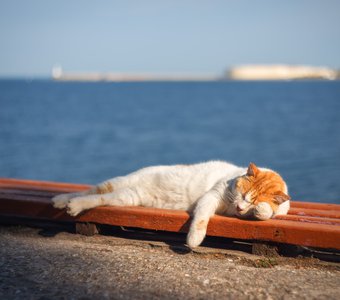 Сон возле моря особенно полезный