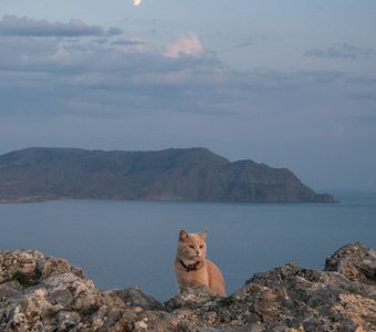 Котогид по крымским достопримечательностям