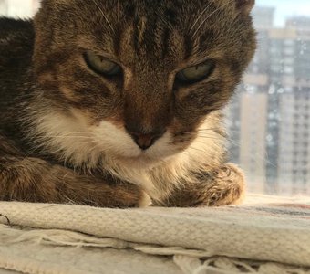 Дорф, МОЙ Дорф