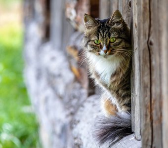 Зеленоглазая красавица