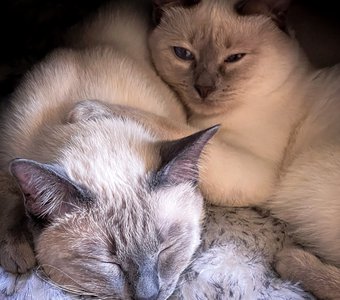 Один спит, другой бдит - потом наоборот! :)