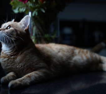 Королевский аналостан