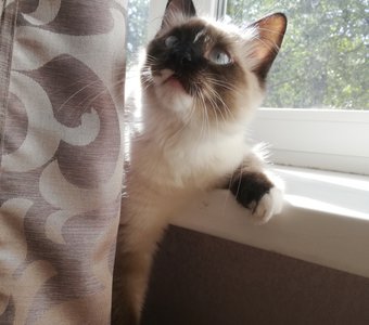 А что такое солнечный зайчик?