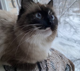 Птички? На Юг?