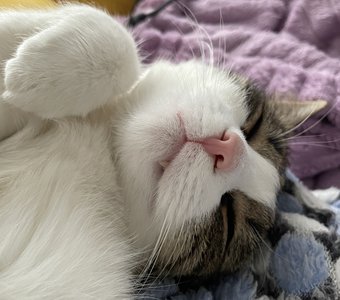 Сладкий сон кота-вампира