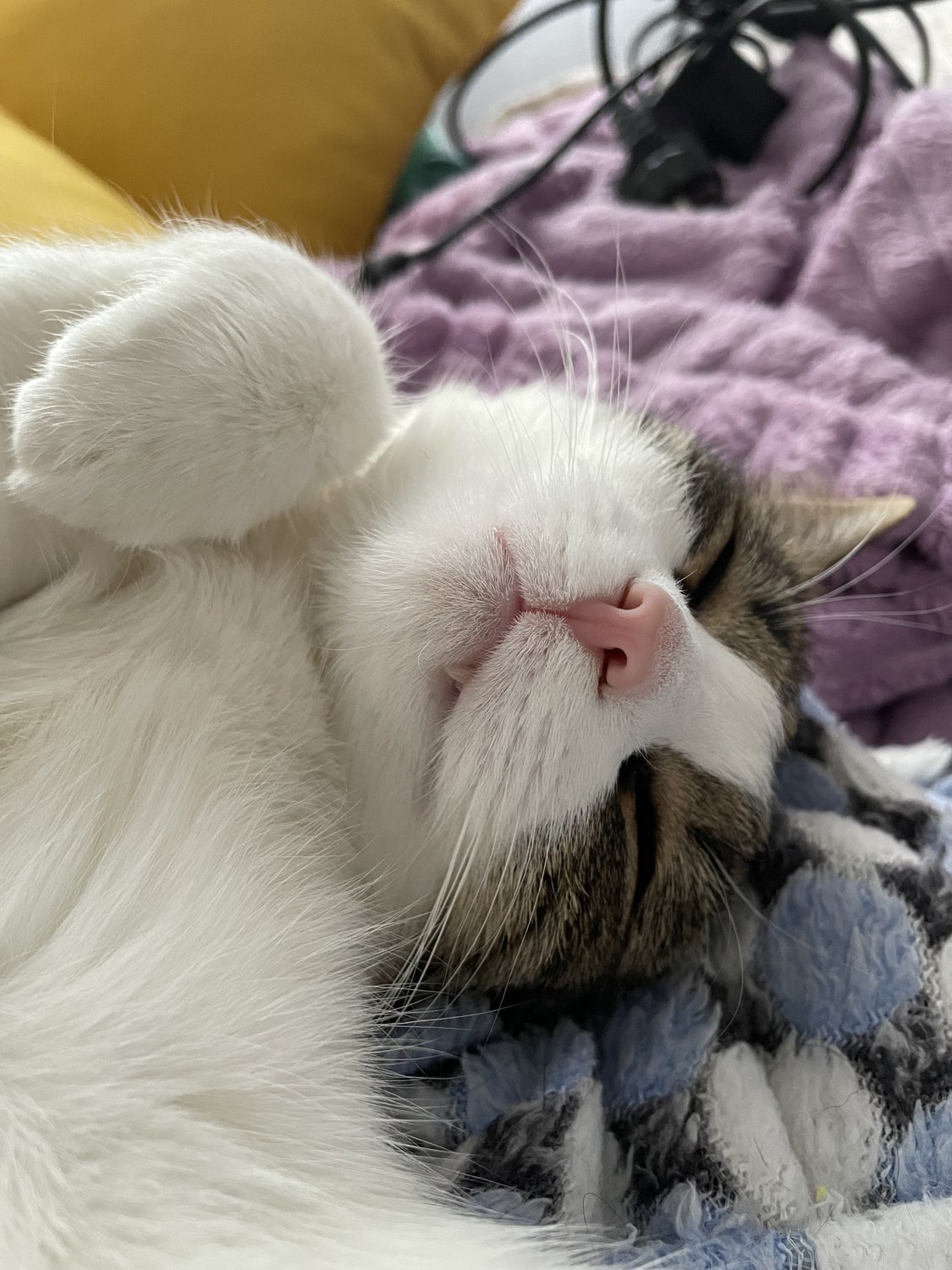 Сладкий сон кота-вампира
