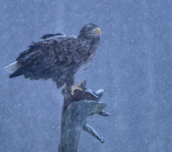 Снежное предрассветье...